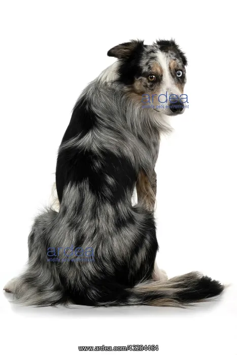: DOG. Collie cross with odd coloured eyes, sittin : DOG. Collie cross with odd coloured eyes, sittin