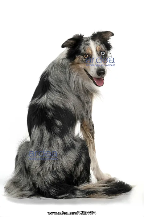 : DOG. Collie cross with odd coloured eyes, sittin : DOG. Collie cross with odd coloured eyes, sittin