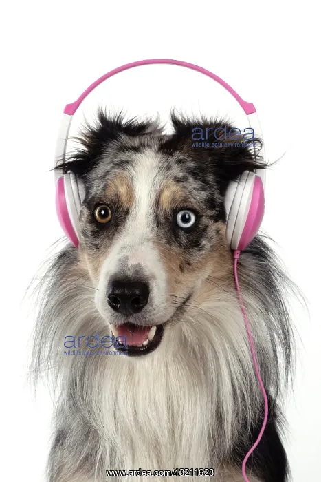 : DOG. Collie cross with odd coloured eyes, sittin : DOG. Collie cross with odd coloured eyes, sittin