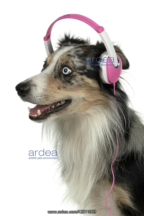 : DOG. Collie cross with odd coloured eyes, sittin : DOG. Collie cross with odd coloured eyes, sittin