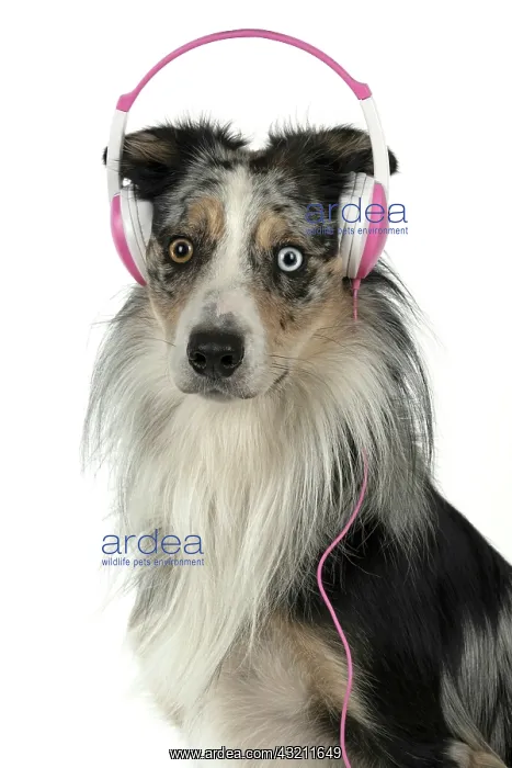 : DOG. Collie cross with odd coloured eyes, sittin : DOG. Collie cross with odd coloured eyes, sittin