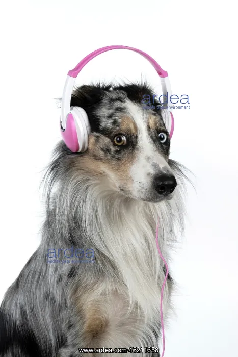 : DOG. Collie cross with odd coloured eyes, sittin : DOG. Collie cross with odd coloured eyes, sittin