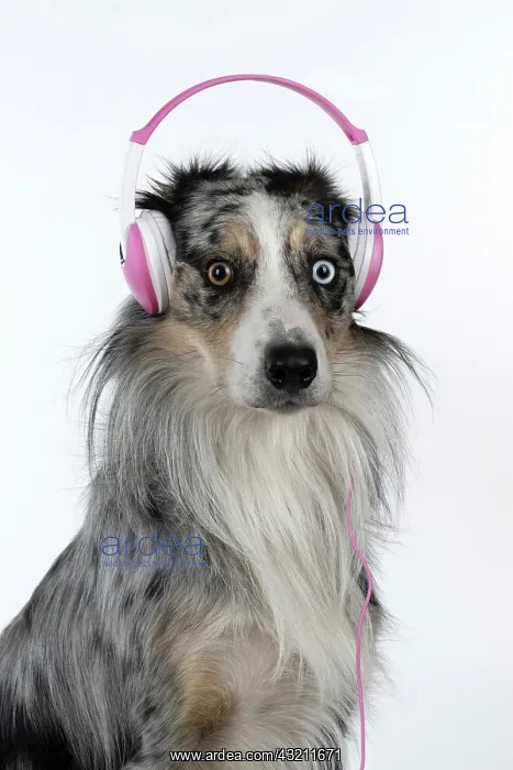 : DOG. Collie cross with odd coloured eyes, sittin : DOG. Collie cross with odd coloured eyes, sittin