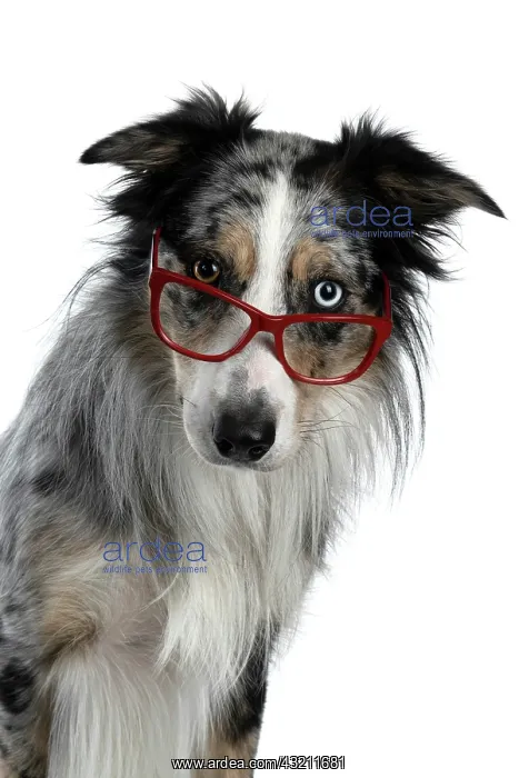 : DOG. Collie cross with odd coloured eyes, sittin : DOG. Collie cross with odd coloured eyes, sittin