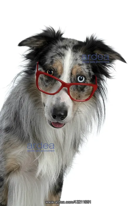 : DOG. Collie cross with odd coloured eyes, sittin : DOG. Collie cross with odd coloured eyes, sittin