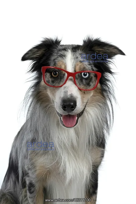 : DOG. Collie cross with odd coloured eyes, sittin : DOG. Collie cross with odd coloured eyes, sittin