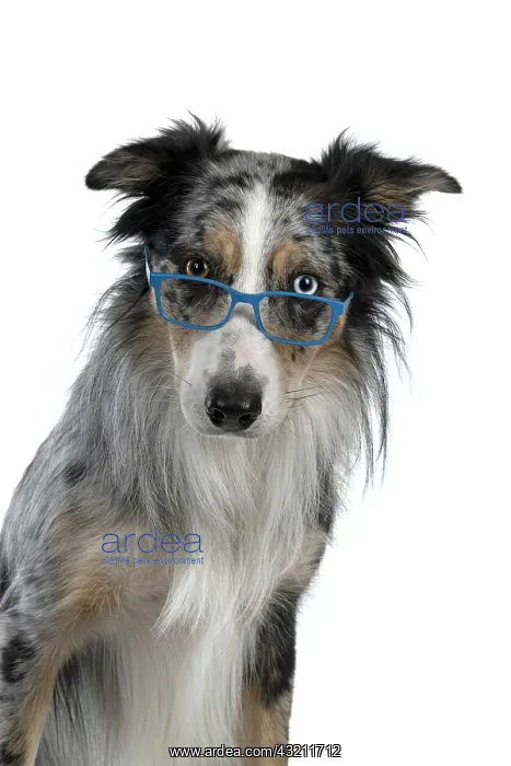 : DOG. Collie cross with odd coloured eyes, sittin : DOG. Collie cross with odd coloured eyes, sittin
