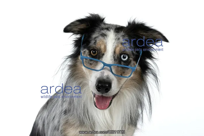 : DOG. Collie cross with odd coloured eyes, sittin : DOG. Collie cross with odd coloured eyes, sittin