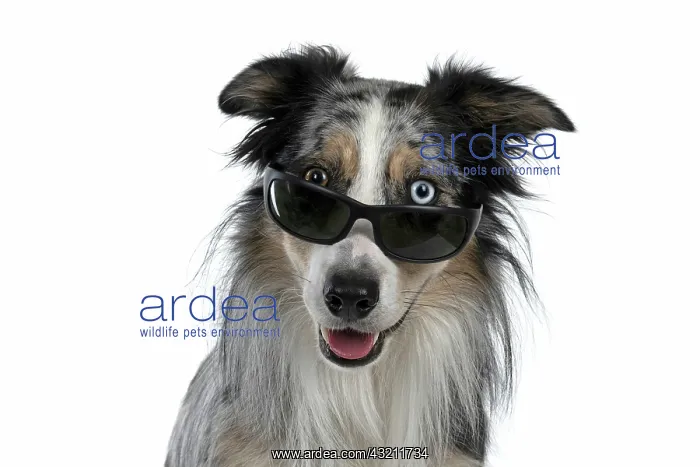 : DOG. Collie cross with odd coloured eyes, sittin : DOG. Collie cross with odd coloured eyes, sittin
