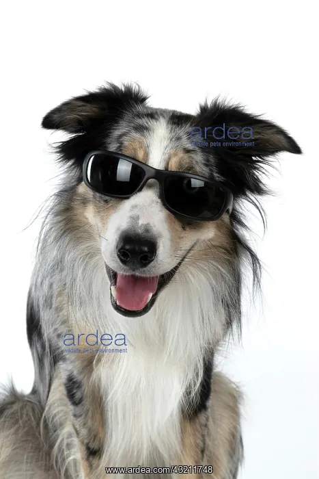 : DOG. Collie cross with odd coloured eyes, sittin : DOG. Collie cross with odd coloured eyes, sittin