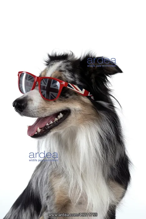 : DOG. Collie cross with odd coloured eyes, sittin : DOG. Collie cross with odd coloured eyes, sittin