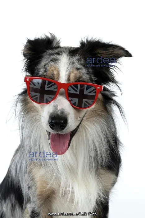 : DOG. Collie cross with odd coloured eyes, sittin : DOG. Collie cross with odd coloured eyes, sittin