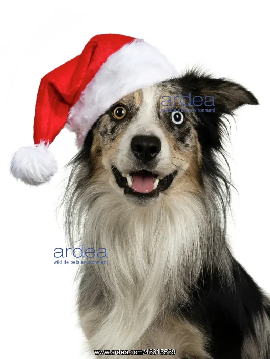 : DOG. Collie cross with odd coloured eyes, sittin : DOG. Collie cross with odd coloured eyes, sittin