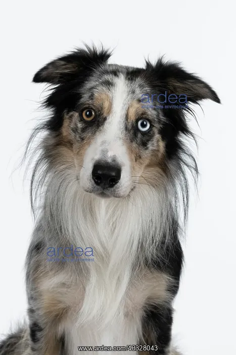 : DOG. Collie cross with odd coloured eyes, sittin : DOG. Collie cross with odd coloured eyes, sittin