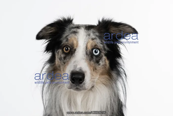 : DOG. Collie cross with odd coloured eyes, sittin : DOG. Collie cross with odd coloured eyes, sittin