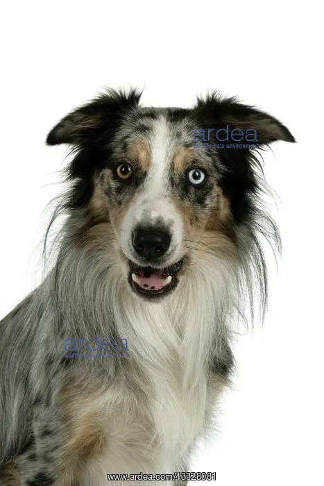 : DOG. Collie cross with odd coloured eyes, sittin : DOG. Collie cross with odd coloured eyes, sittin