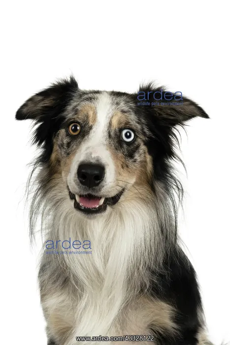 : DOG. Collie cross with odd coloured eyes, sittin : DOG. Collie cross with odd coloured eyes, sittin