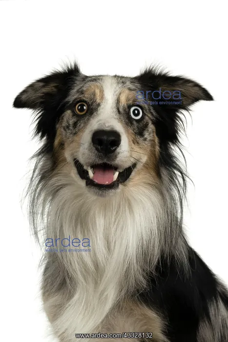 : DOG. Collie cross with odd coloured eyes, sittin : DOG. Collie cross with odd coloured eyes, sittin