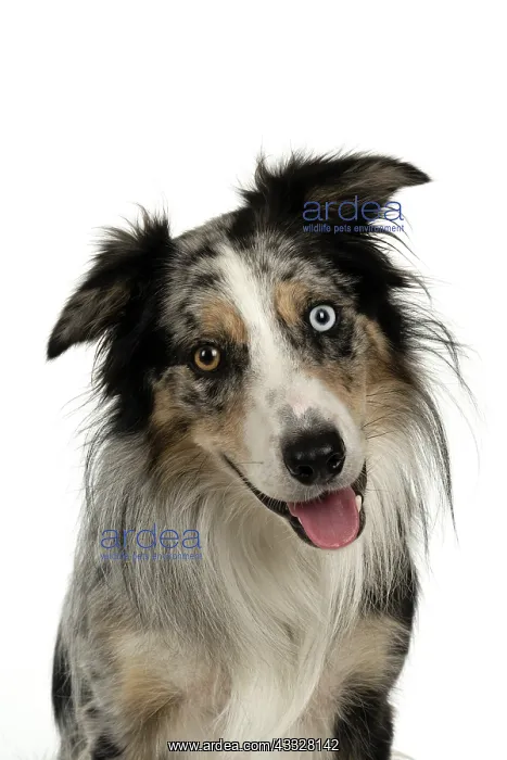 : DOG. Collie cross with odd coloured eyes, sittin : DOG. Collie cross with odd coloured eyes, sittin