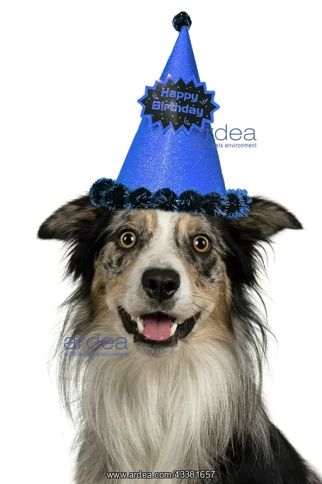 : DOG. Collie cross with odd coloured eyes, sittin : DOG. Collie cross with odd coloured eyes, sittin
