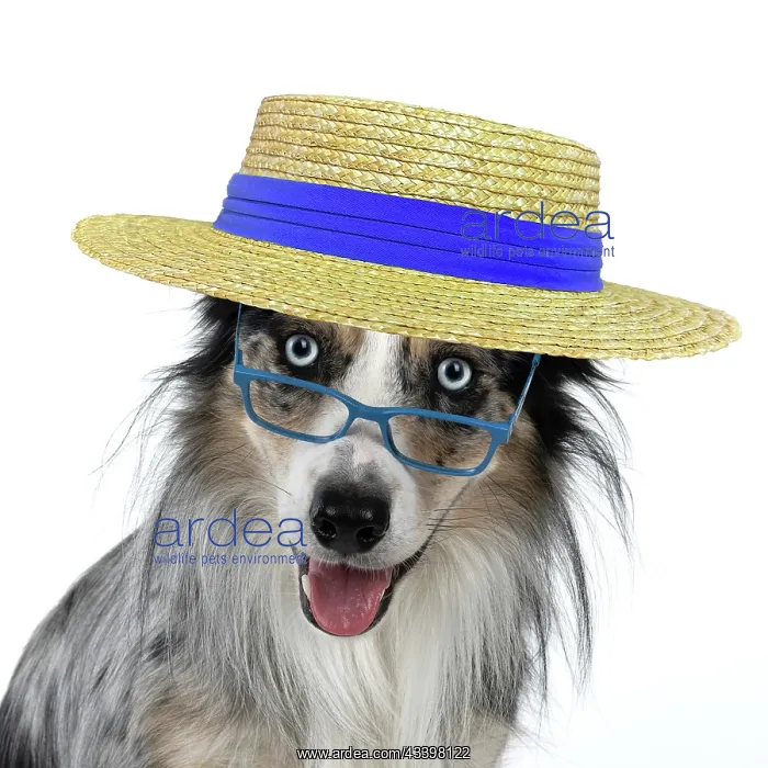 : DOG. Collie cross with odd coloured eyes, sittin : DOG. Collie cross with odd coloured eyes, sittin