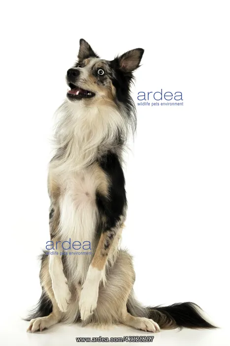 : DOG. Collie cross with odd coloured eyes, sitting up : DOG. Collie cross with odd coloured eyes, sitting up
