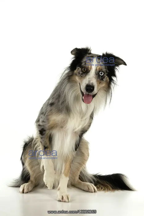 : DOG. Collie cross with odd coloured eyes, sitting up : DOG. Collie cross with odd coloured eyes, sitting up