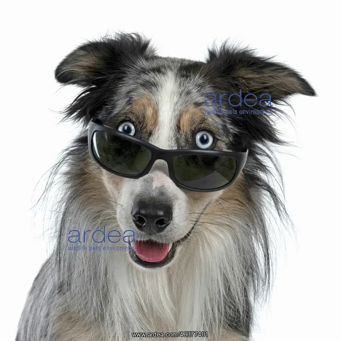 : DOG. Collie cross wearing sunglasses : DOG. Collie cross wearing sunglasses