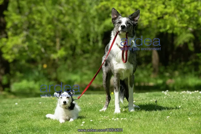 : DOG. Collie dog walking little dog on a lead : DOG. Collie dog walking little dog on a lead