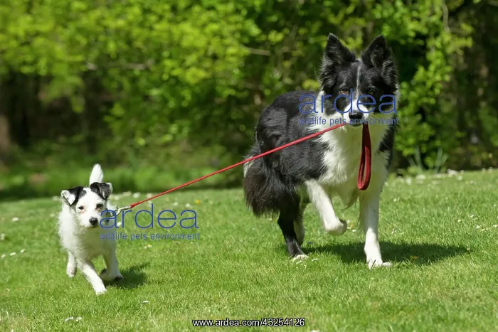 : DOG. Collie dog walking little dog on a lead : DOG. Collie dog walking little dog on a lead