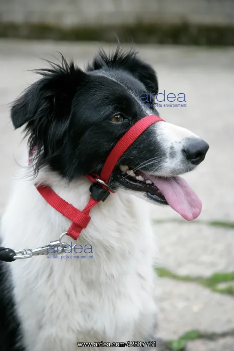  : DOG - Collie dog wearing a head collar