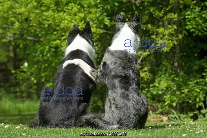 : DOG. two Collie dogs sitting together back view : DOG. two Collie dogs sitting together back view