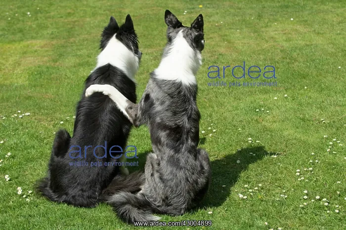 : DOG. two Collie dogs sitting together back view : DOG. two Collie dogs sitting together back view