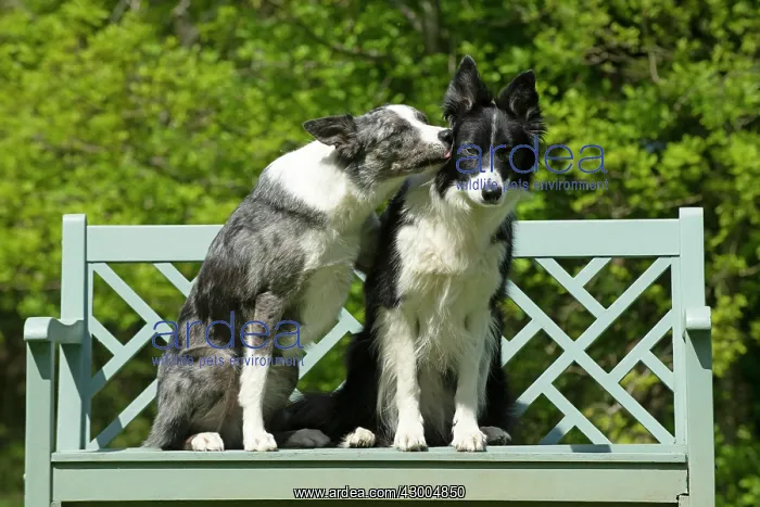 : DOG. Collie dogs x2 sitting on a bench, kissing : DOG. Collie dogs x2 sitting on a bench, kissing