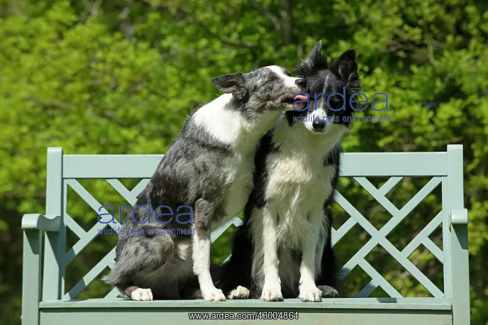 : DOG. Collie dogs x2 sitting on a bench, kissing : DOG. Collie dogs x2 sitting on a bench, kissing