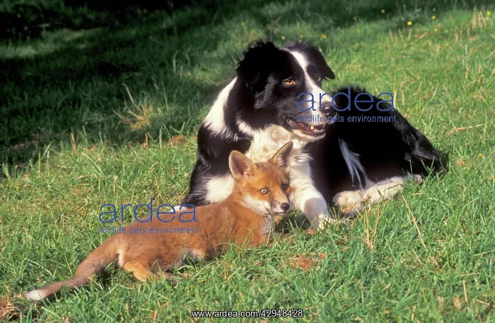 : Dog - Collie sheepdog with adopted young fox : Dog - Collie sheepdog with adopted young fox