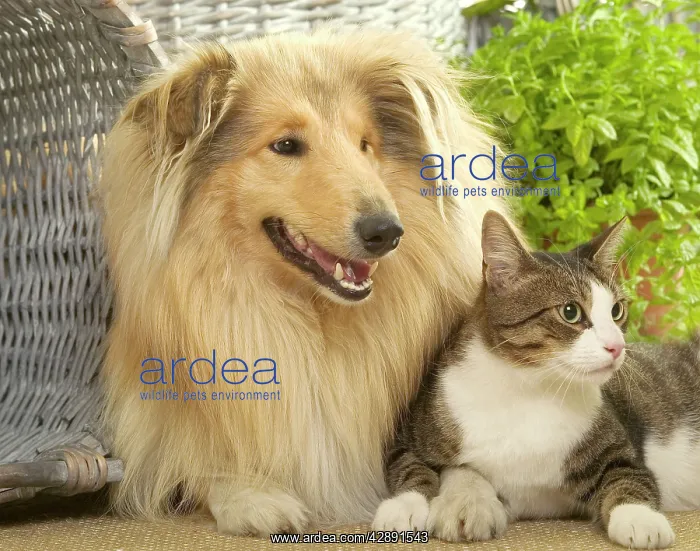  : Dog - Collie sitting with Tabby and White Cat