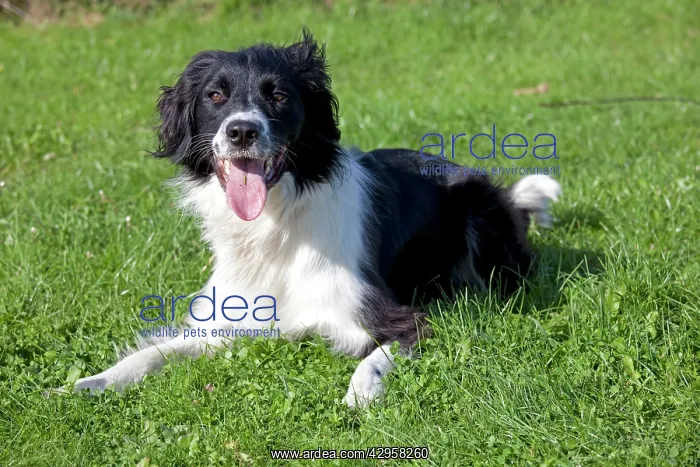 : Dog - Collie Spaniel cross - lying down : Dog - Collie Spaniel cross - lying down