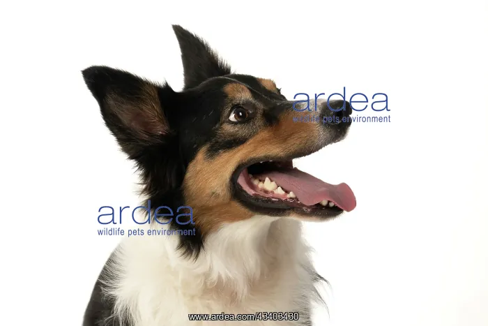 : DOG. Collie tricolour, head shot, face, expression : DOG. Collie tricolour, head shot, face, expression