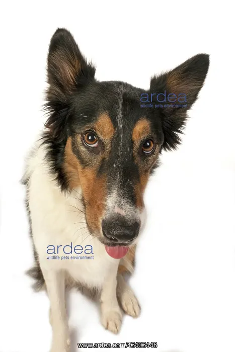 : DOG. Collie tricolour, head shot, face, expression : DOG. Collie tricolour, head shot, face, expression