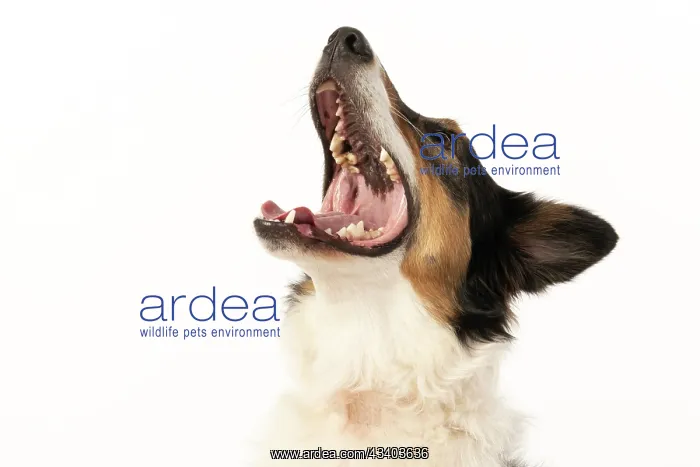 : DOG. Collie tricolour, head shot, face, expression : DOG. Collie tricolour, head shot, face, expression