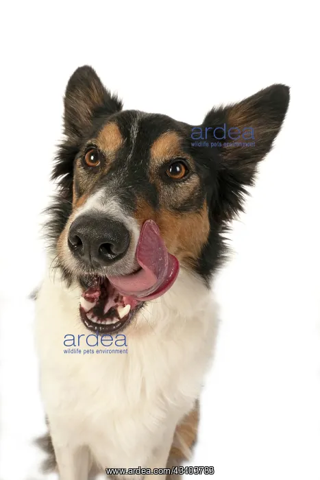 : DOG. Collie tricolour, head shot, face, expression : DOG. Collie tricolour, head shot, face, expression