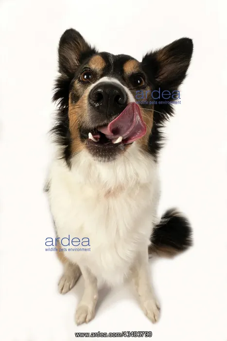 : DOG. Collie tricolour, head shot, face, expression : DOG. Collie tricolour, head shot, face, expression