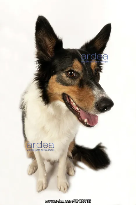 : DOG. Collie tricolour, head shot, face, expression : DOG. Collie tricolour, head shot, face, expression