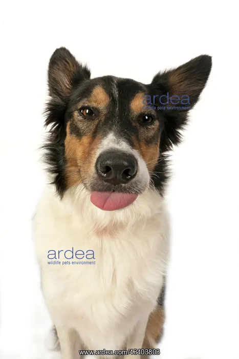 : DOG. Collie tricolour, head shot, face, expression : DOG. Collie tricolour, head shot, face, expression