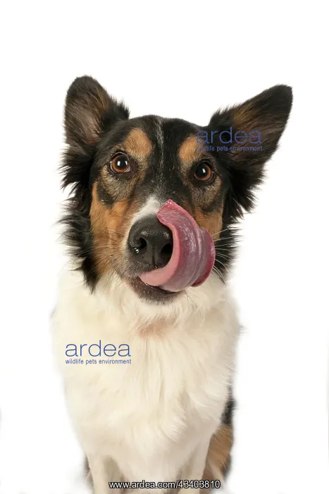  : DOG. Collie tricolour, head shot, face, expression