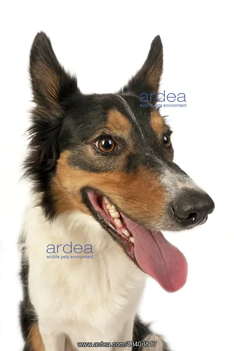 : DOG. Collie tricolour, head shot, face, expression : DOG. Collie tricolour, head shot, face, expression