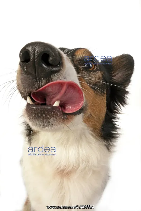 : DOG. Collie tricolour, head shot, face, expression : DOG. Collie tricolour, head shot, face, expression