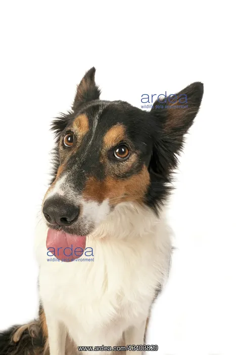 : DOG. Collie tricolour, head shot, face, expression : DOG. Collie tricolour, head shot, face, expression