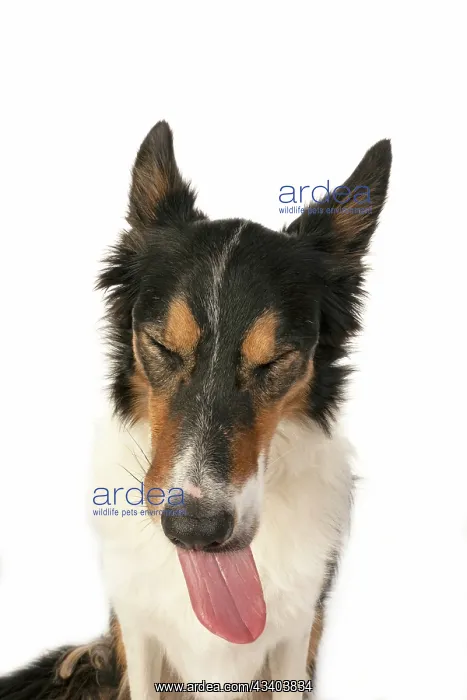 : DOG. Collie tricolour, head shot, face, expression : DOG. Collie tricolour, head shot, face, expression